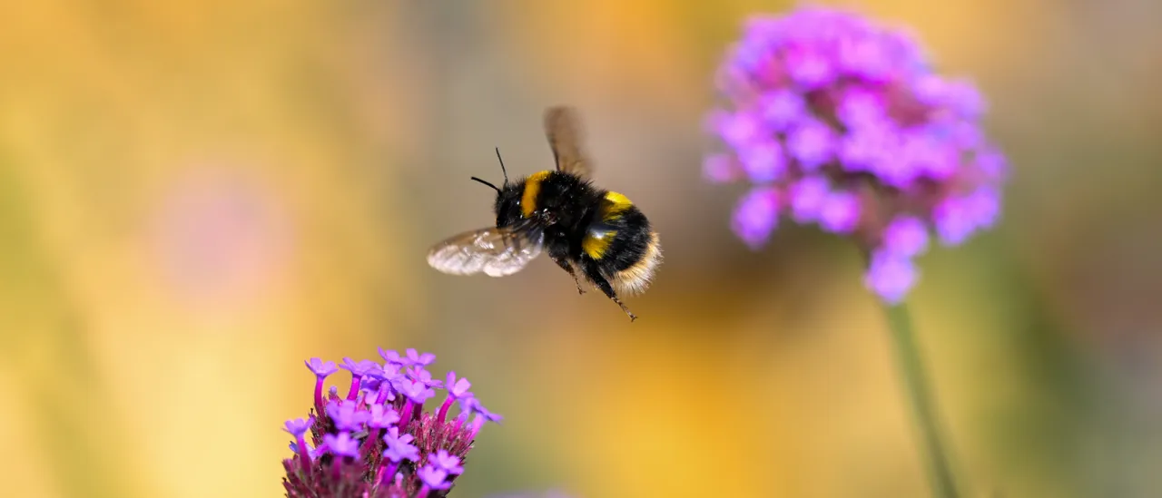 Minecraft Celebrates Pride Festival By Letting You Turn Bees Gay